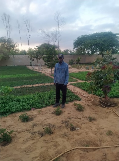 Plantation de menthe