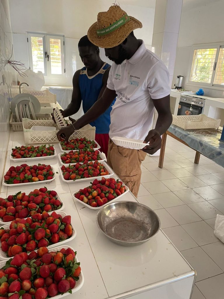 Préparation des fraises pour la vente